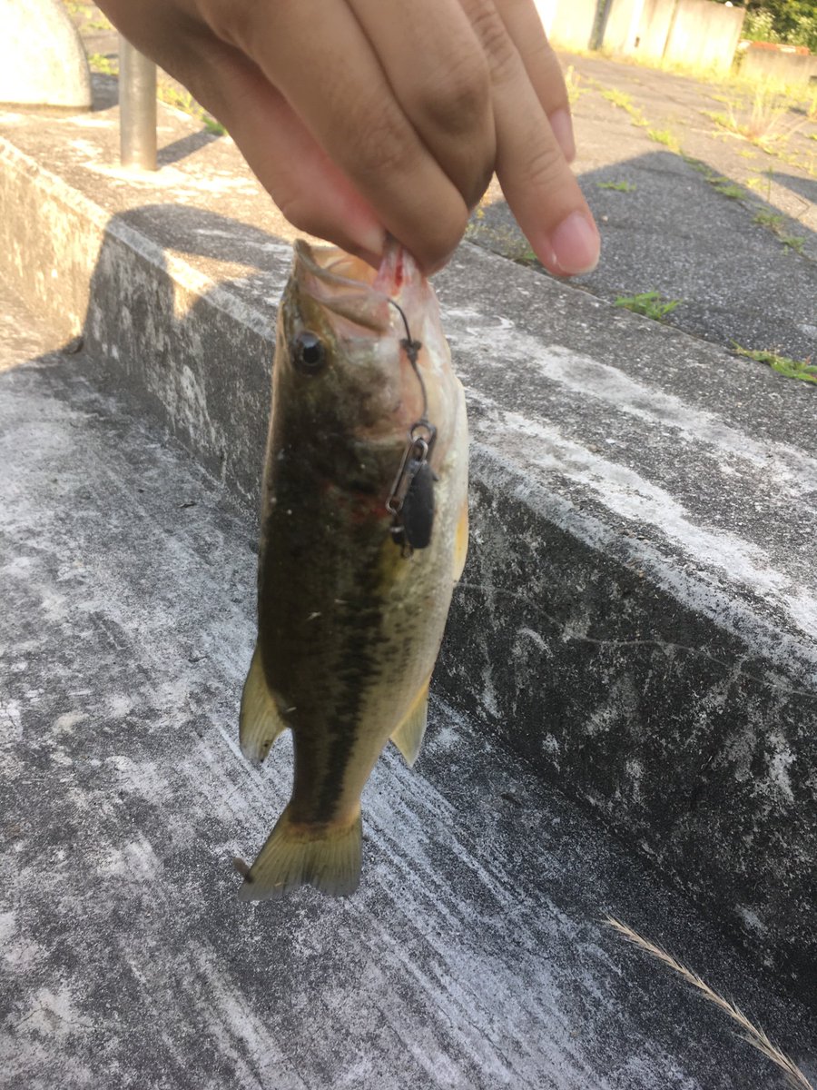 Fishing Of Life 以前作った自作オモックですがやっとバスが釣れました リフト Amp フォールが反応が良かったのですが すっぽ抜けてバラシてしまう事があり中々難しいです W でもバスはオモリでも釣れるのが分かって面白かったです オモック