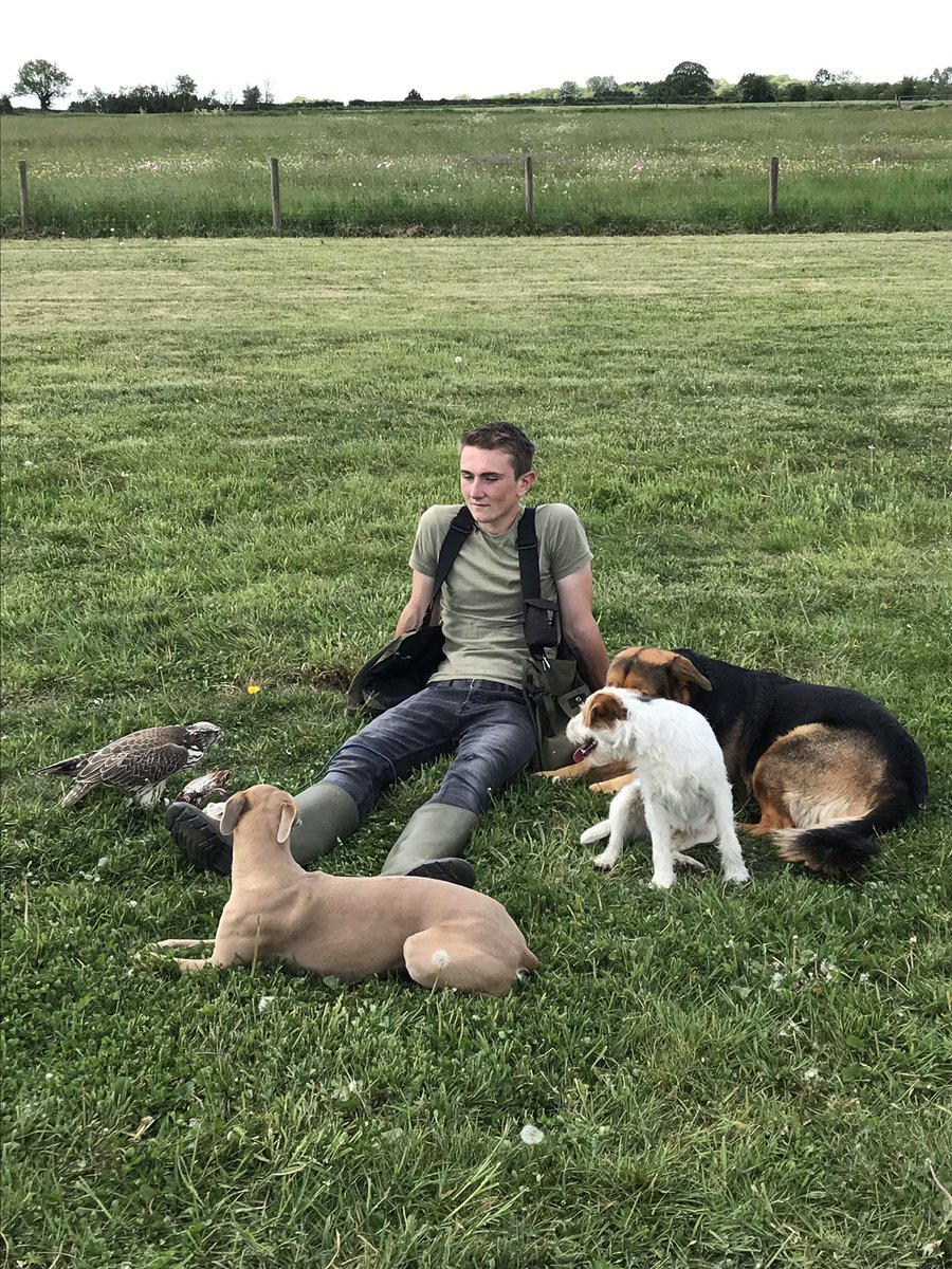 wheatleybirds's tweet photo. Bird of prey experiences available. Fly and handle a variety of birds of prey. https://t.co/GD53iWz4xk