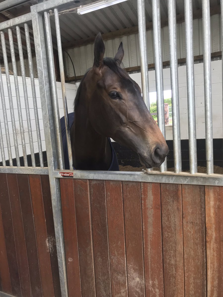 joannelavery93's tweet photo. Horse of a lifetime. RIP Lady Kaya https://t.co/u8NeMnxhHC