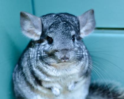 spca chinchilla