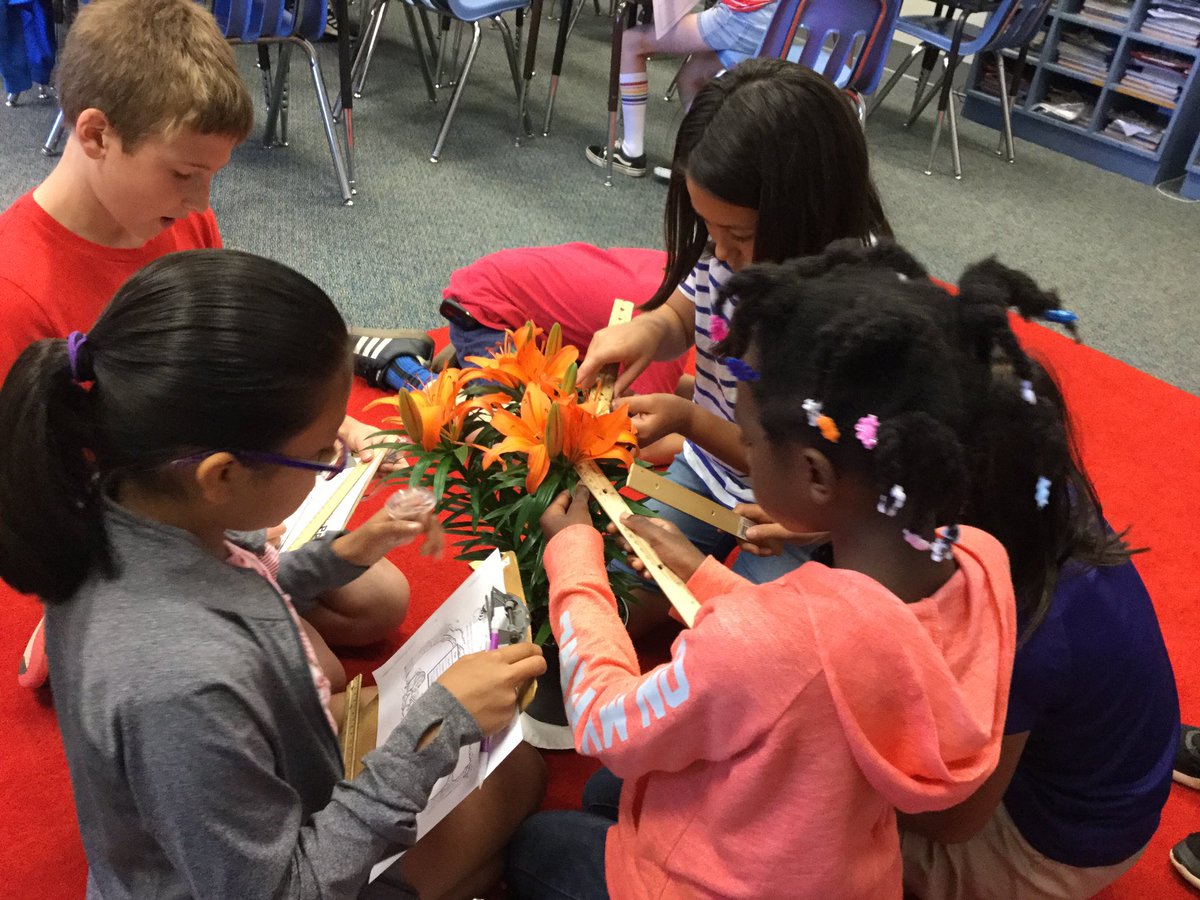 ATS_4thGrade's tweet photo. Fourth graders take measurements on the parts of a flower while investigating their functions. @APS_ATS @APSscience #ATSLearns https://t.co/19giCePO3S