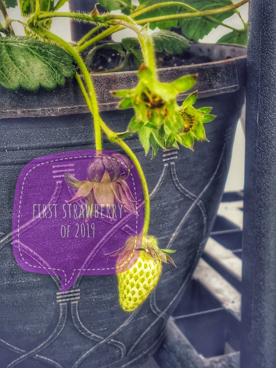 HazelTyson17's tweet photo. Reiki, water and sun have produced my first strawberry of 2019 #sunshine #strawberries #reiki #plants #coldlakeab https://t.co/5FJnpfl9EM