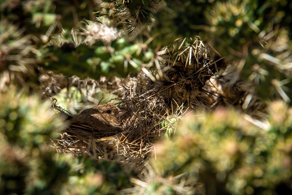 Zion_NP_Utah's tweet photo. Zion is home to a number of birds. Did you know that some birds, like the house finch, build their nests in cacti to add extra protection from predators?

What birds have you seen in the park?

PC 📸: National Park Service

#zionnationalpark #zionnps #zionwildlife #getoutside https://t.co/ohDKYvv6fm