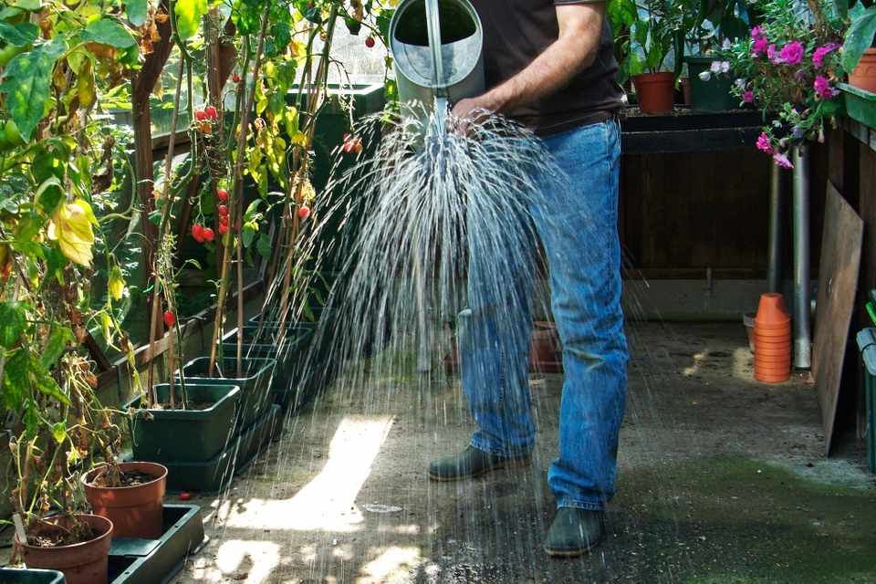 GWmag's tweet photo. Regularly damping down your greenhouse can increase humidity, helping fruit to set. Find out how to do it, in our guide: https://t.co/V6tbnTyrpW https://t.co/cgTZ11M8Vw