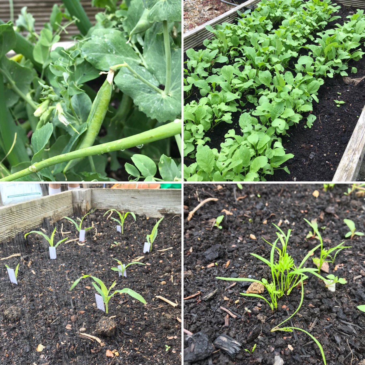 a_etherington1's tweet image. Amazing session with Gardening Club - peas almost ready to harvest; carrot, sweet corn, melon and other seedlings are growing strong 🌽🥕🌱 #ProudOfBDB @BDBSchool