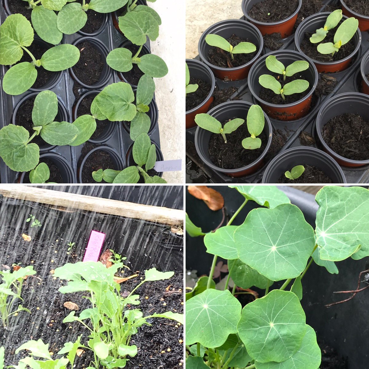 a_etherington1's tweet image. Amazing session with Gardening Club - peas almost ready to harvest; carrot, sweet corn, melon and other seedlings are growing strong 🌽🥕🌱 #ProudOfBDB @BDBSchool
