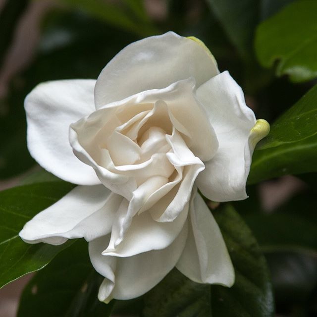 MemoizePerfume's tweet photo. Castitas has a beautiful top note of gardenia. Did you know that gardenias are a symbol of purity?
#memoizelondon #memoizeperfume #castitas #magnolia #magnoliaflower #perfumenotes #lightrange #heavenlyvirtues #luxuryperfume #nichefragrance ##eaudeparfum โฆ https://t.co/IhmIR1k1Qd https://t.co/7XdBpY69uw