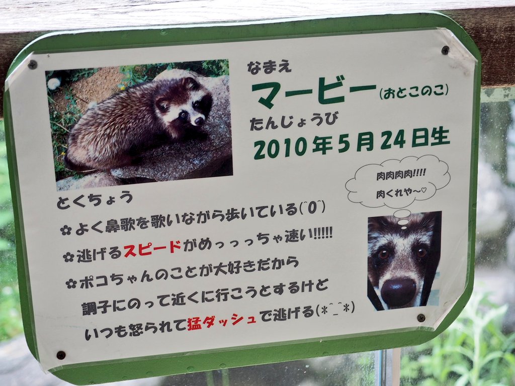 タヌキの説明文！ ポコちゃんが死んでしまってマービーくんも寂しいん