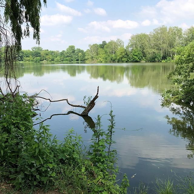 Berliner Stadtidylle neben Bundesstraße und unter/neben Flugschneise. 😅 #Karpfenteich #pankow #berlin #französischbuchholz #summerinthecity bit.ly/2R3IvPB