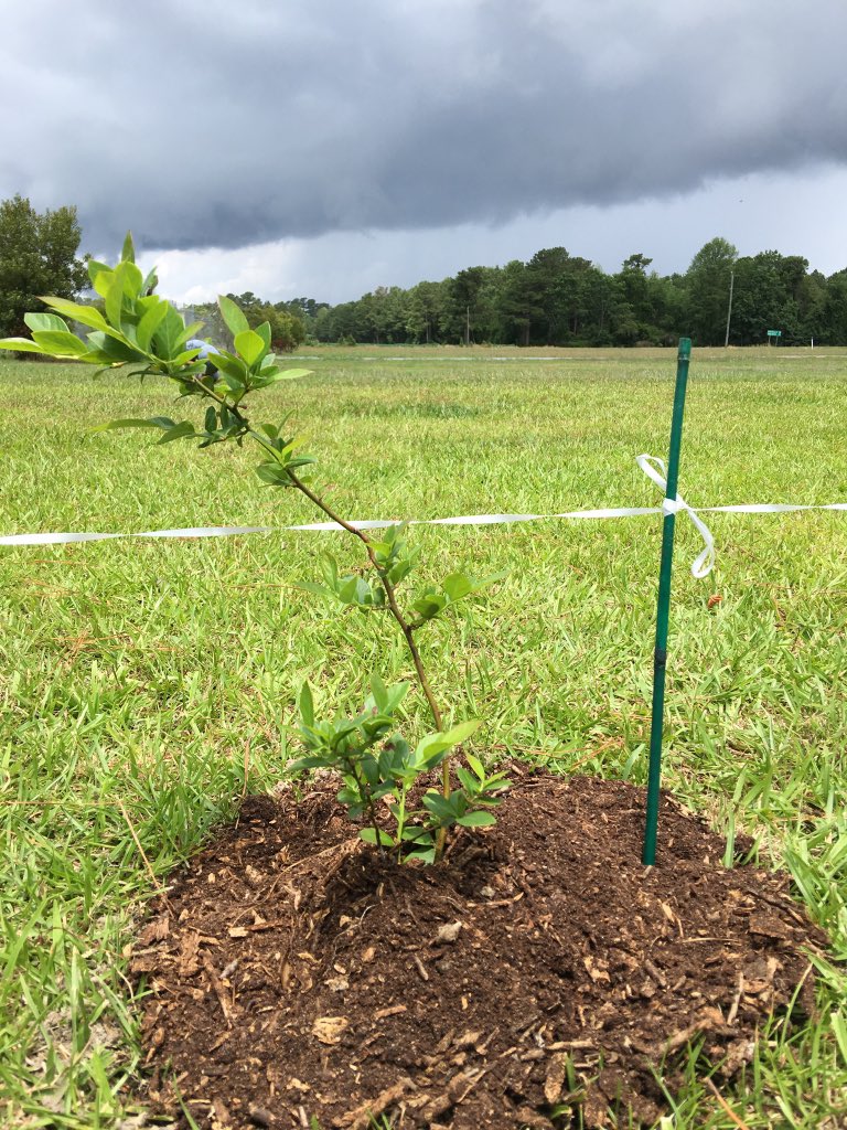 gr8ful4liam's tweet photo. Blueberry Season is in full swing! May not be farming them, but I am going to try to keep my little blue babies alive! https://t.co/jdKipfBIQ6