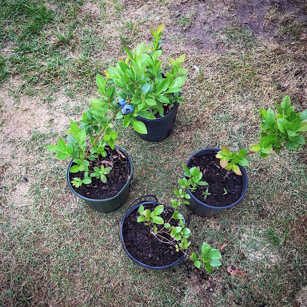 gr8ful4liam's tweet photo. Blueberry Season is in full swing! May not be farming them, but I am going to try to keep my little blue babies alive! https://t.co/jdKipfBIQ6