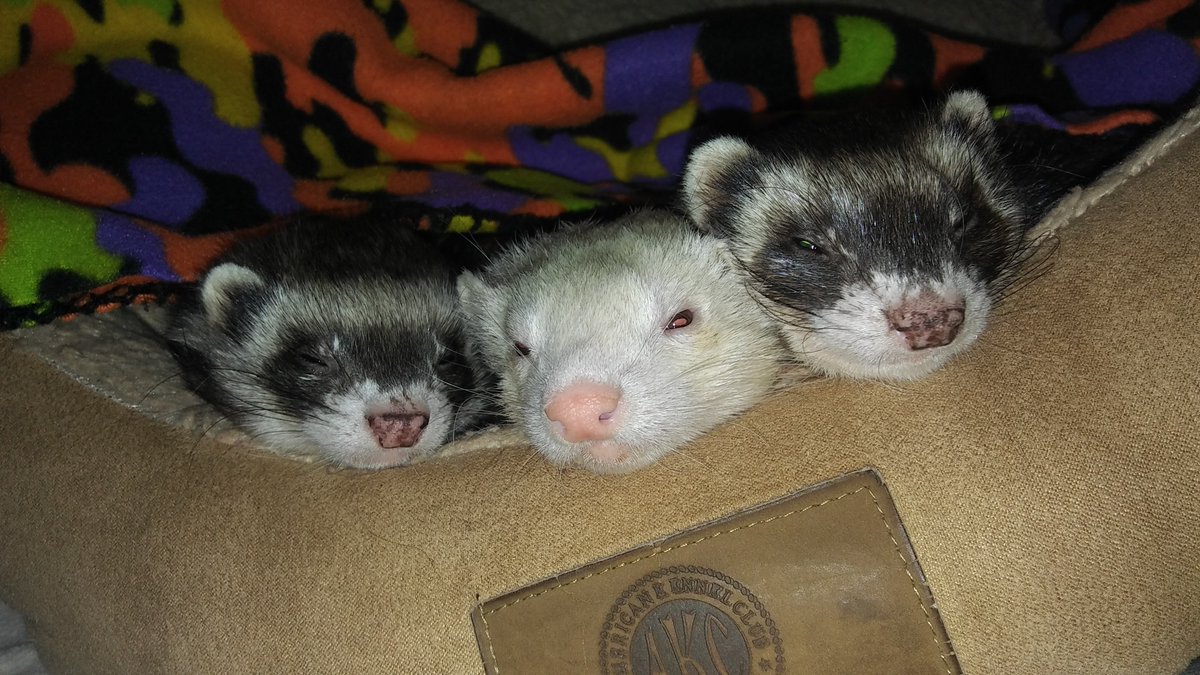atthevets's tweet photo. Quote from #SierraClub activist -
“Every animal that’s brought into the state puts additional pressure on our native wildlife.  If we could outlaw dogs and cats we would.” Please sign our petition at https://t.co/gViiinu2B5 #legalizeferrets https://t.co/AU0Mp4P0l5