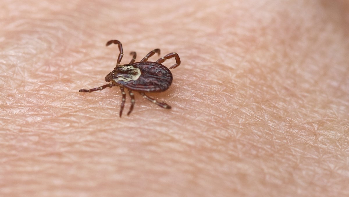 HSSVest's tweet photo. Lyme Disease is bad, really bad.  But, did you know medical science has now identified 16 different diseases that you can get from ticks?  It's time to take them seriously. https://t.co/l9wib0fgg5