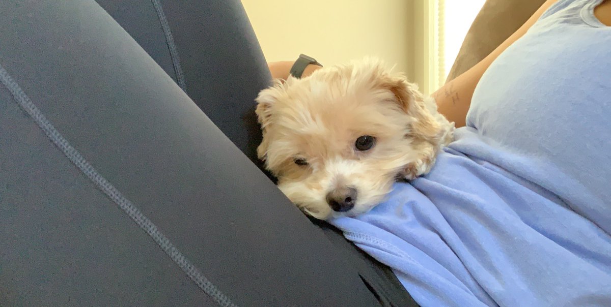 emarty44's tweet photo. Here’s some pics of my dog being cute as shit https://t.co/HLkB8YTkEK