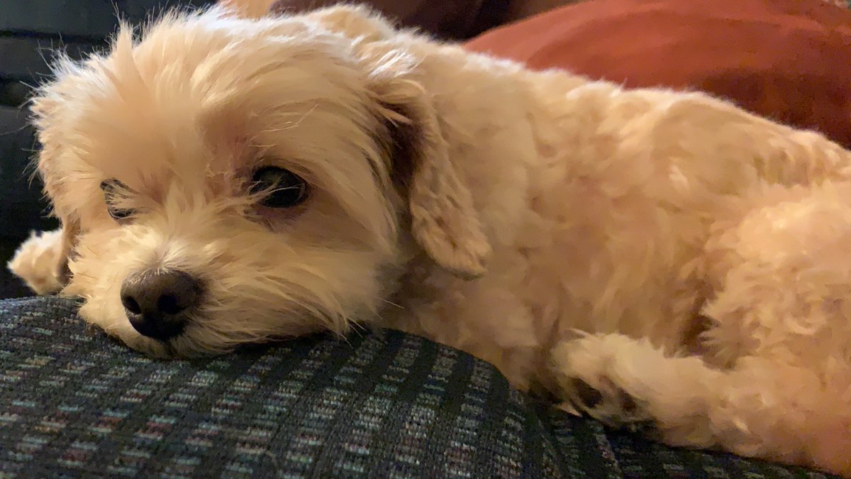 emarty44's tweet photo. Here’s some pics of my dog being cute as shit https://t.co/HLkB8YTkEK