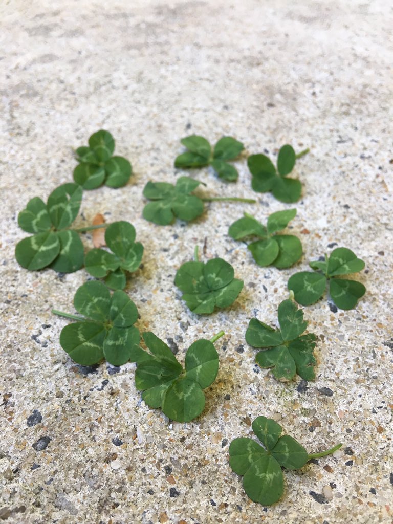 gr8ful4liam's tweet photo. What do you do with over 100 four (and a few 5) leaf clovers?!? Turn it into Art ❤️🍀 https://t.co/DNC2pFOk9K