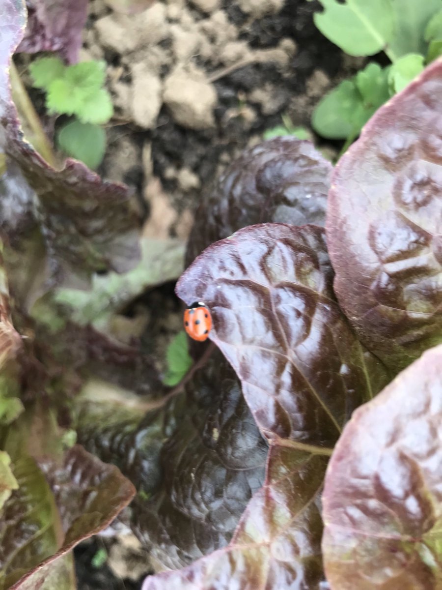 Rocker Organic Farm tweet media