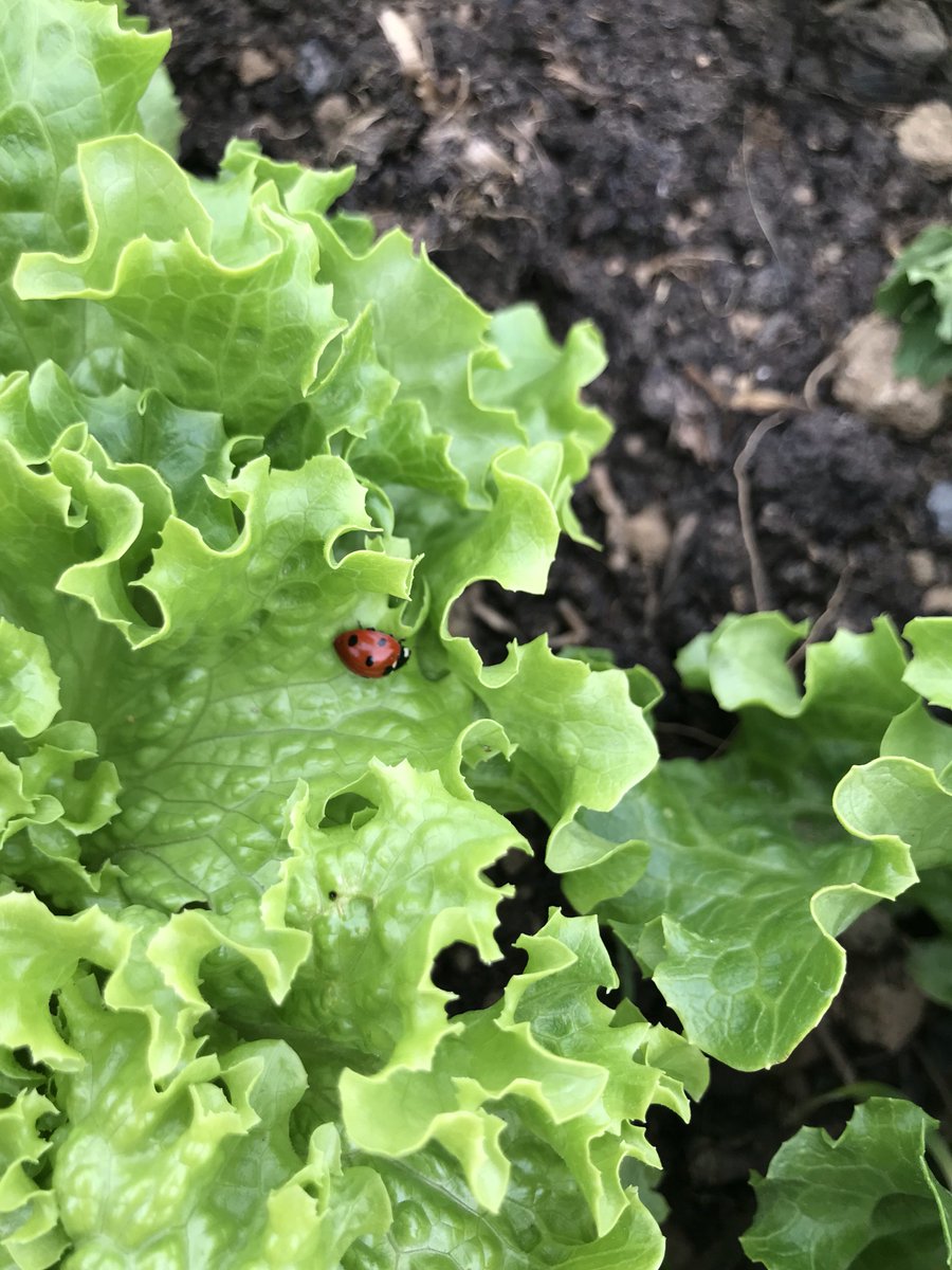 Delighted to see ladybirds at home in our polytunnels. One young ladybird can eat 10,000 aphids in a day.