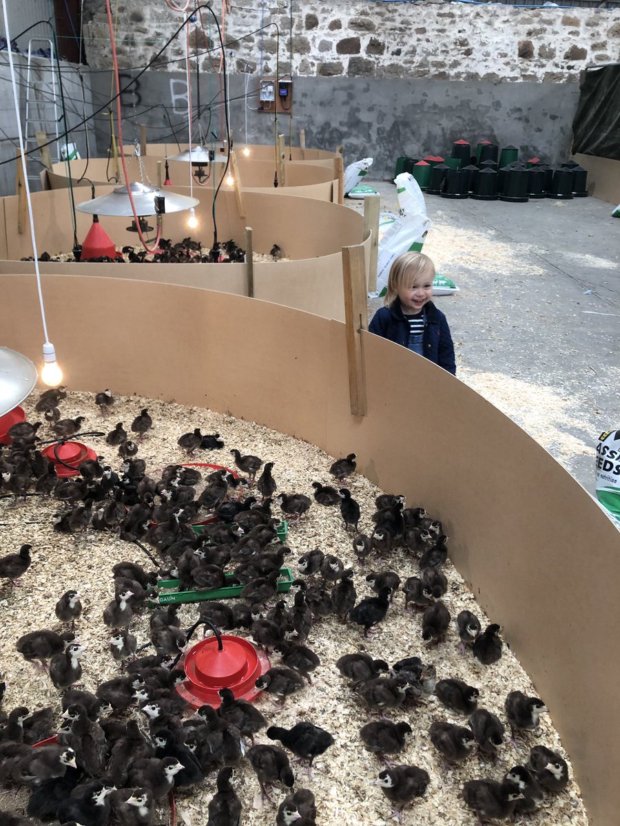 Barra Bronze turkey arrival #nosleep