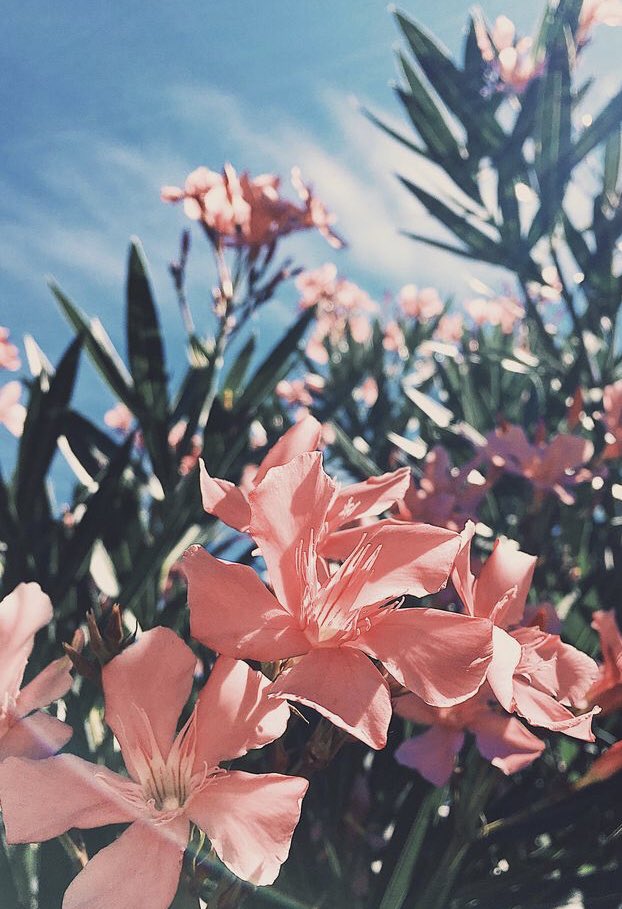 SoftvibesX's tweet image. Cute short captions 🌸