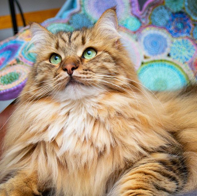 Hugothesiberian's tweet photo. Dreaming of adventure 💭 🏔
•
•
#100daywallhanging #adventurecat https://t.co/bMPfUlP5Ys https://t.co/4Lx9JWSfcW