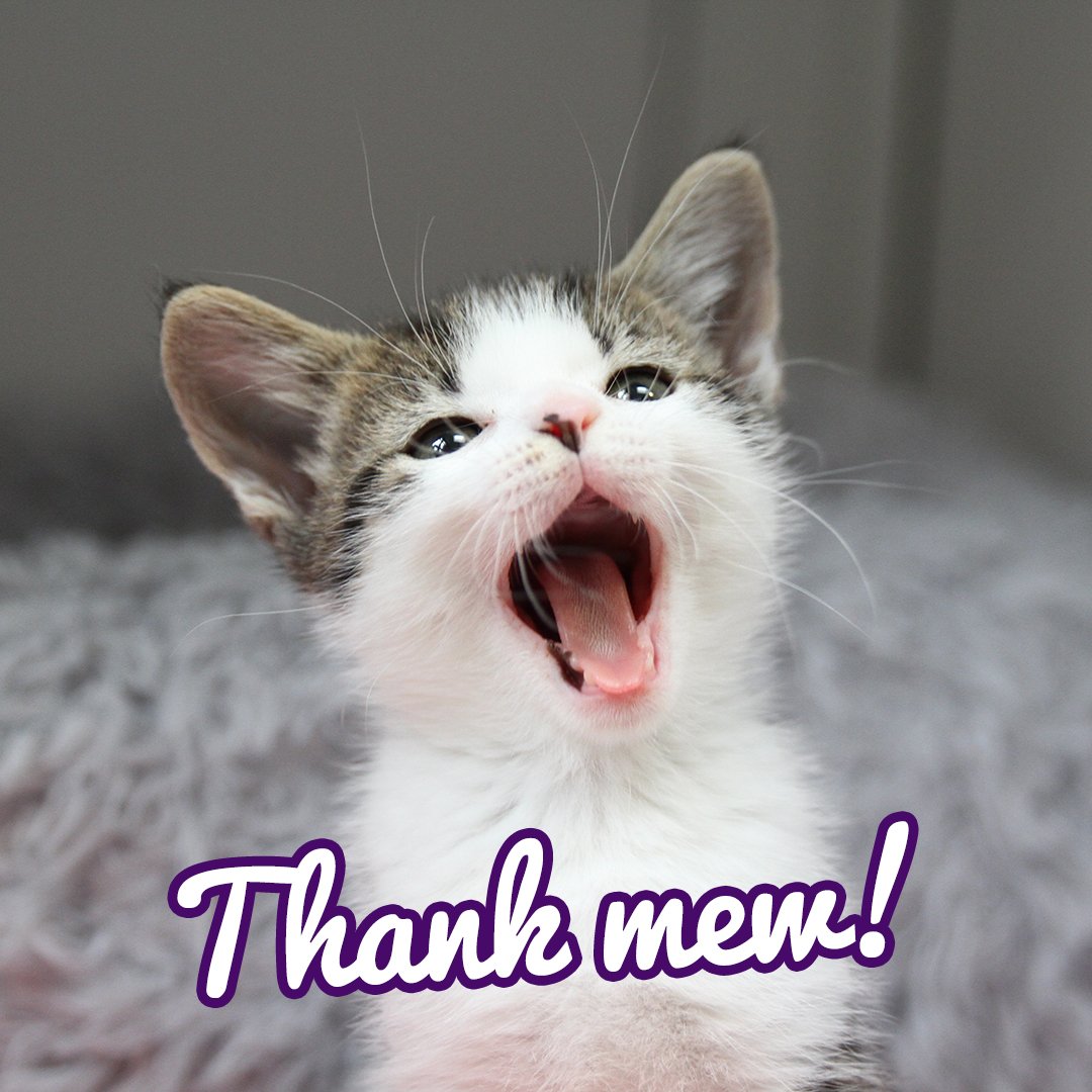 Thank You Kitten Meme