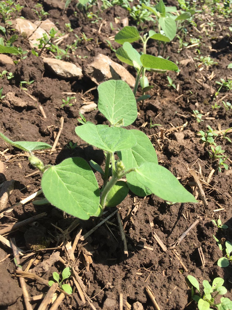 agronomyavocate's tweet photo. Beautiful morning scouting crops with Carlie #wheatstaging #weeds #corn #soybeans https://t.co/rAhBxCS1Mz