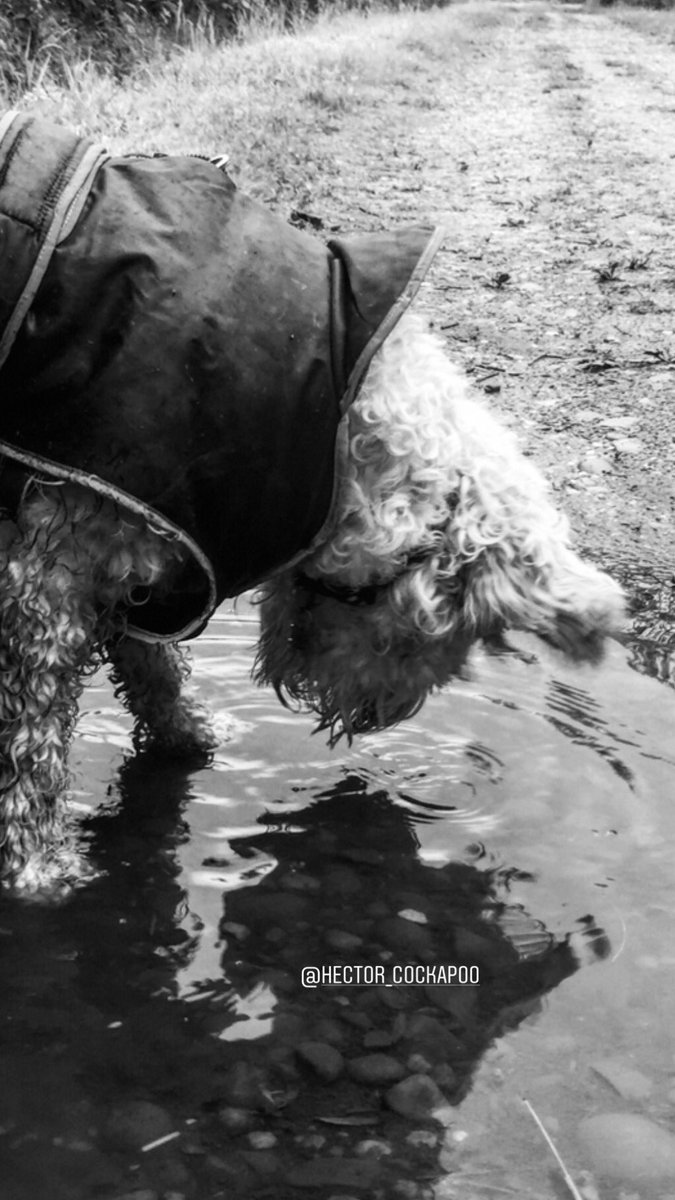 HectorCockapoo's tweet image. instagram.com/hector_cockapoo #rain #puddles #coldandwindy #cockapoo