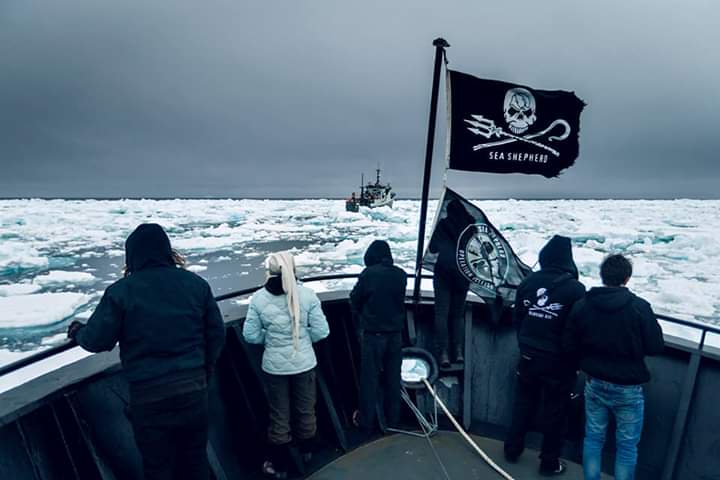 seashepherdes's tweet photo. Últimas paradas del International #OceanFilmTourESP con #ChasingtheThunder, el épico relato de la #OpIcefish de @SeaShepherd y la persecución marítima más larga de la historia.
#IBIZA - 11/6, 19:30.
#MENORCA 11/6, 19:30.
#MALLORCA- 13/6, 19:30.
+Info:
https://t.co/n1AtSLcxkJ https://t.co/8ipaqPEUuu