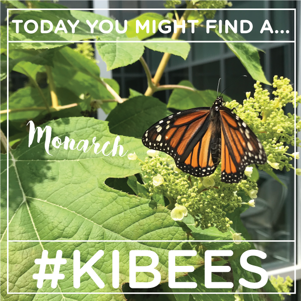 kibiorg's tweet photo. Lunch break pollinator counting? Show us what you find with #KIBees! Stay on the lookout for #monarchs! Last week we had one on our giant Oak Lead Hydrangea. Find out more about our fourth annual #PollinatorCount at https://t.co/Y1W4DbbJjE https://t.co/0N4DVHA3UB
