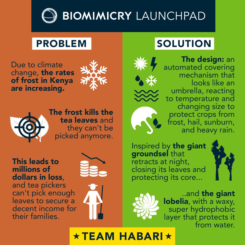 BiomimicryInst's tweet photo. Team Habari is a finalist for the $100,000 #RayofHopePrize, which will be announced next week at #Circularity2019. Habari shields cops against climate change-induced extreme weather. #biomimicry #climatesolutions #climatehope
 Learn more: https://t.co/yvzvru9HpN https://t.co/hmsIIbxjkv