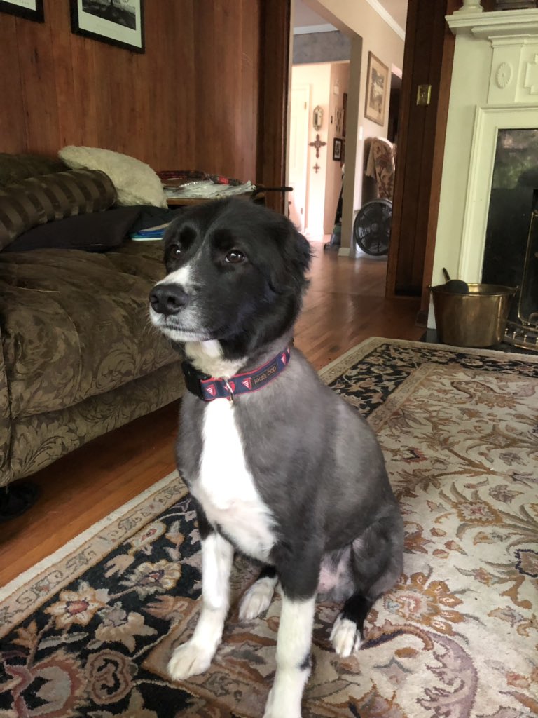 Mark Scott On Twitter My Dog Barks At The Ceiling In The Kitchen