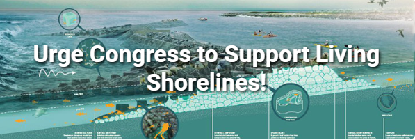 The #LivingShorelines Act would create a grant program to assist with developing, implementing, and monitoring green and nature-based infrastructure along our shorelines. Urge Congress to support living shorelines legislation! #ASLAadvocates bit.ly/2F2H5A4