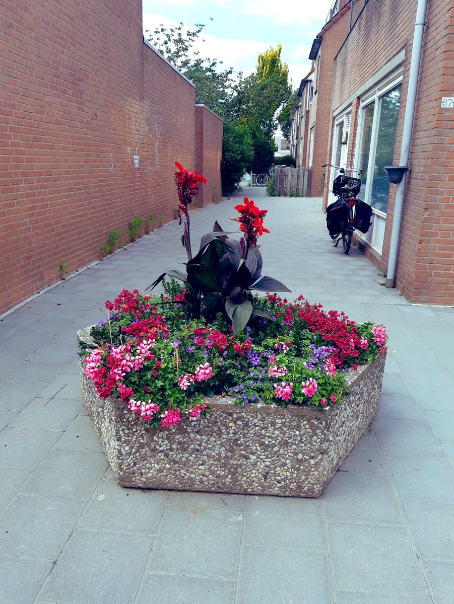 stadsruimte's tweet photo. Vandaag gaven collega’s Martin en Johan ons een rondleiding. Met veel passie vertelden zij over groot onderhoud en toezicht in Stedenwijk. Ze lieten de buurt zien met de bomen, de bloemen en de mensen. Mooie verhalen van betrokken vakmanschap! #036Stadsruimte https://t.co/gc0ahJwA33