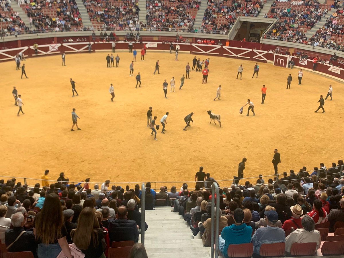 Logroñeses/ as corriendo toros en San Bernabe .. y creando afición