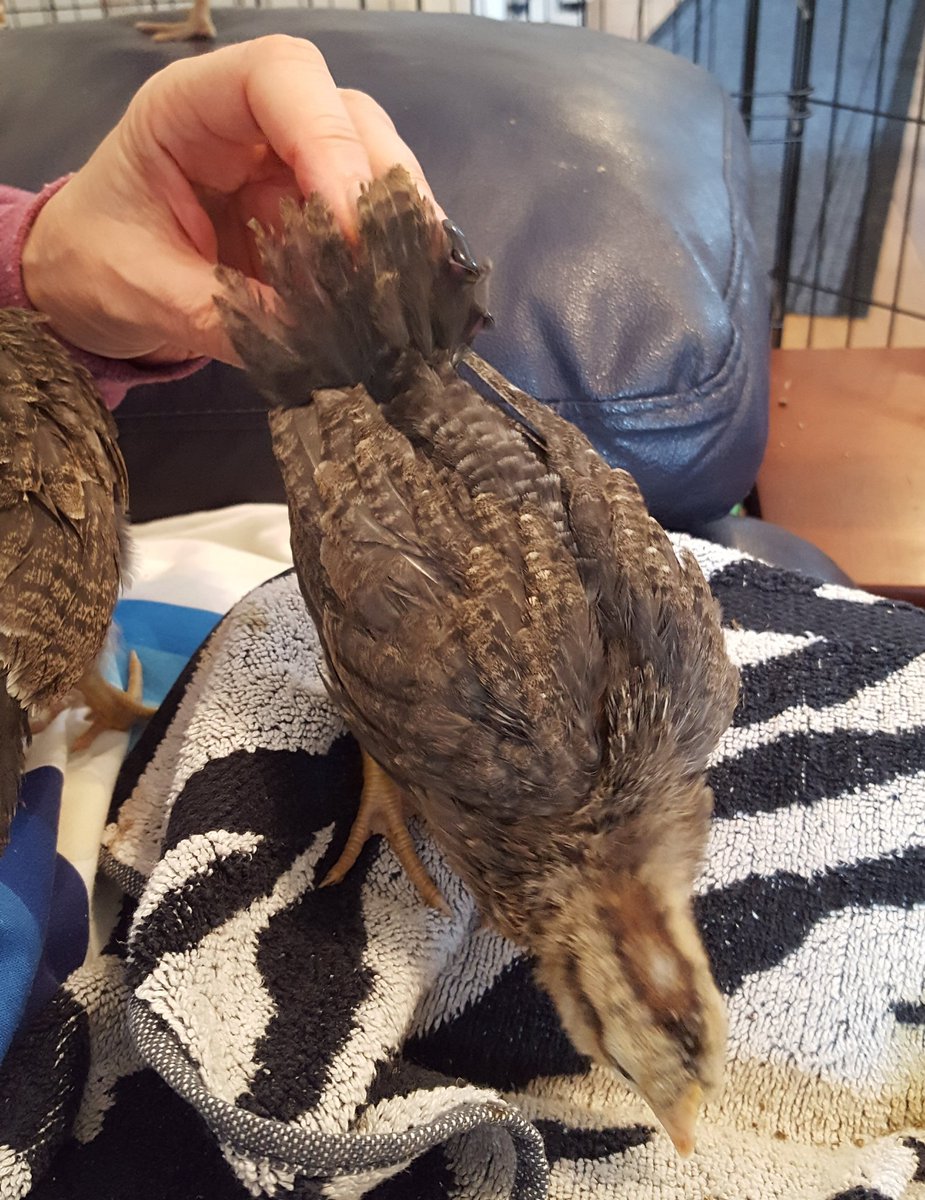 SusanMac20's tweet photo. Today they've mainly been growing more tail feathers. Its a tiring job! @SimpsonPrimary 
@NurserySimpson 
#Babychicks https://t.co/T3m8wXTGxN
