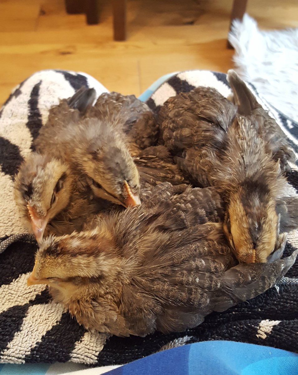 SusanMac20's tweet photo. Today they've mainly been growing more tail feathers. Its a tiring job! @SimpsonPrimary 
@NurserySimpson 
#Babychicks https://t.co/T3m8wXTGxN