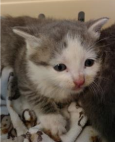 cthumane's tweet photo. Before...and after! #MeetSammy #TransformationTuesday #AdoptMe #CThumane https://t.co/rN4DEDoljr