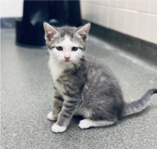 cthumane's tweet photo. Before...and after! #MeetSammy #TransformationTuesday #AdoptMe #CThumane https://t.co/rN4DEDoljr