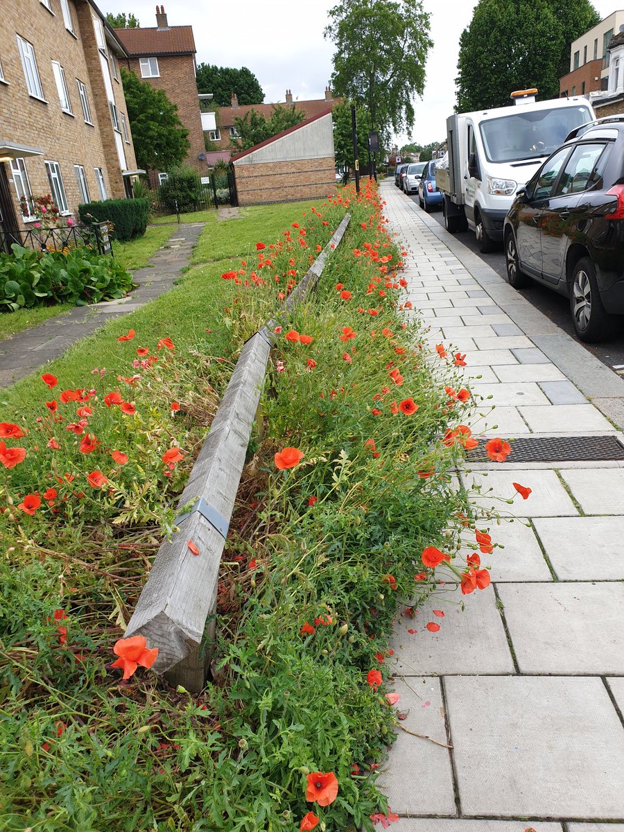 AbundanceLondon's tweet photo. Poppies sown by #lampton360 @HounslowHomes1 on #DevonshireRd. Humming with bees. We have plans... https://t.co/6uYJfBSSVj