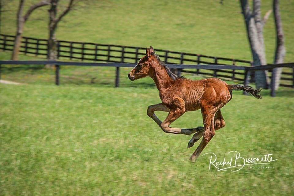 Check out Majid as a foal running around Forever Spring Farm! Now he’s a newly minted stakes winner and 4 for 4 in 2019! #Majid <a href="/jazz3162/">Ahmed Zayat</a> <a href="/JustinZayat/">Justin Zayat</a> <a href="/RudyRodriguezNY/">Rudy Rodriguez</a>
