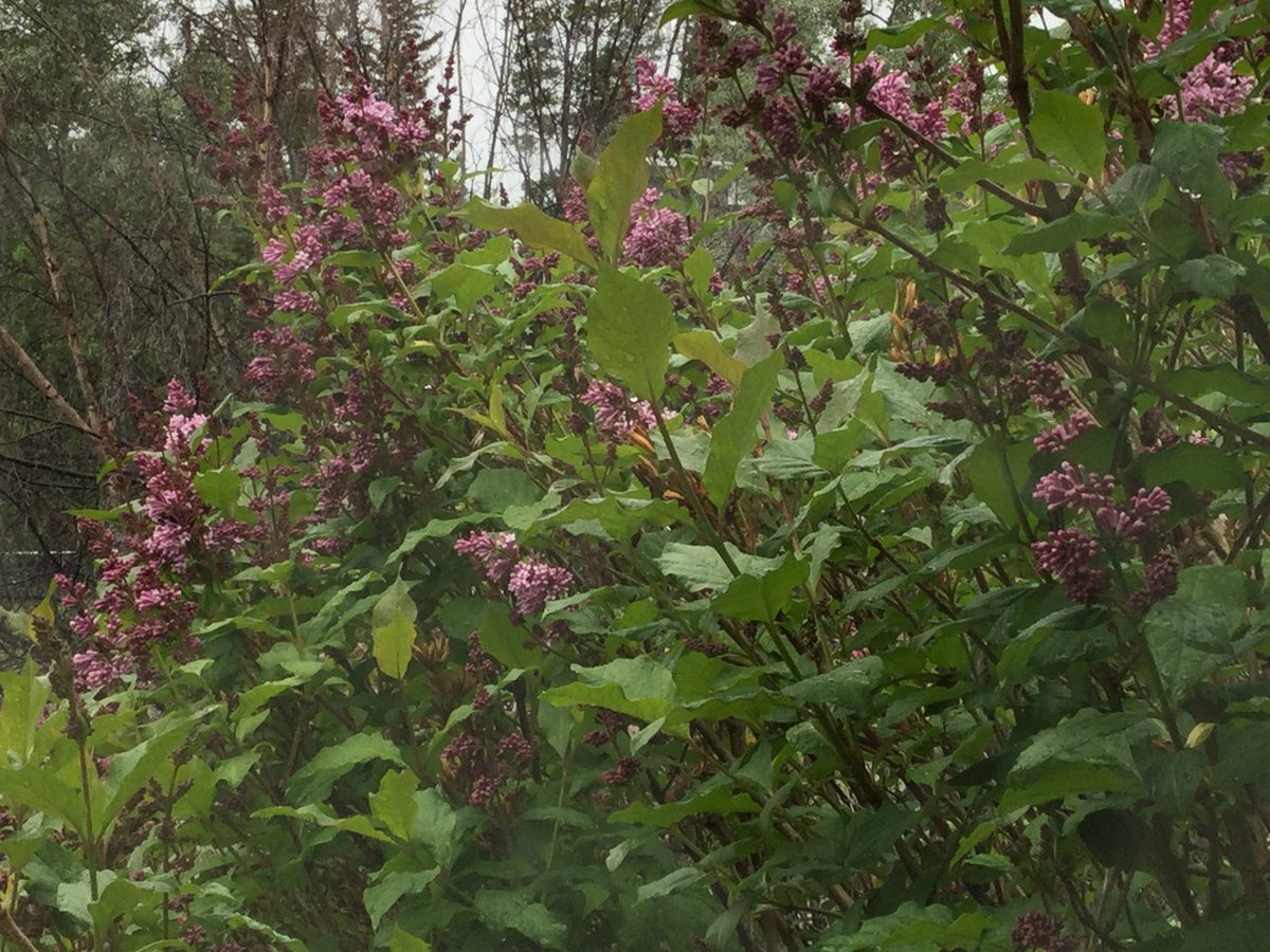 MinermanScotti's tweet image. #YukonSpring What has MinerMan and MissBusy been up to 😁 #NorthLand #LandOfTheMidnightSun #WebSite 🐲hollowaybar/gold.com #ReadTheStories