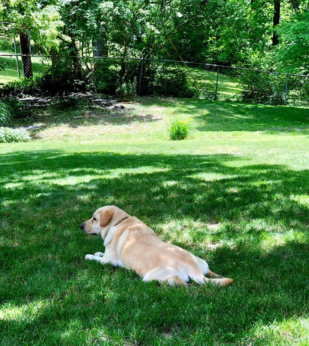PerfectlyParker's tweet photo. It’s good to be a frogdog #dogsofinstagram #gooddogs #agoodlife Fletcher is a good boy! https://t.co/KSKny32sXx