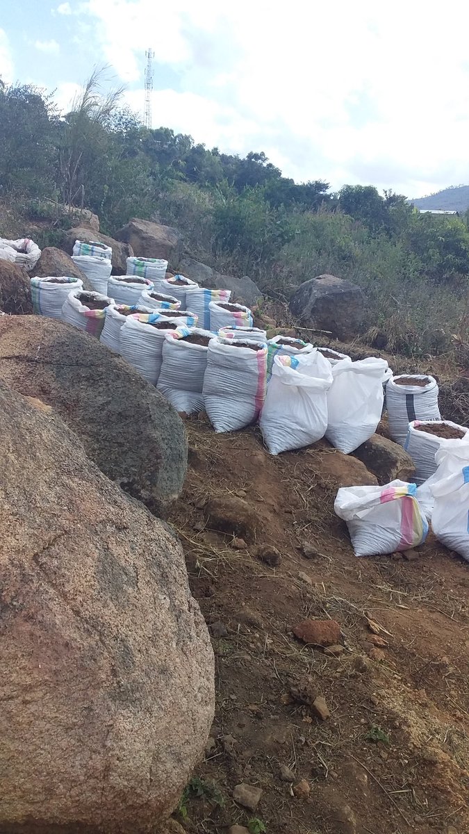 TacMaz's tweet photo. https://t.co/3NvOWDIGyM
Farming has never been this exciting.
#excellenthealth
#sustainableliving
@ThokoChimasula https://t.co/Tbylem9HKl