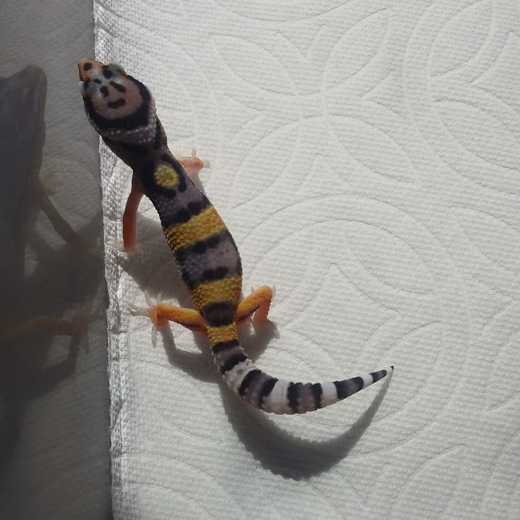 Pet Shop Santa Cruz tweet media