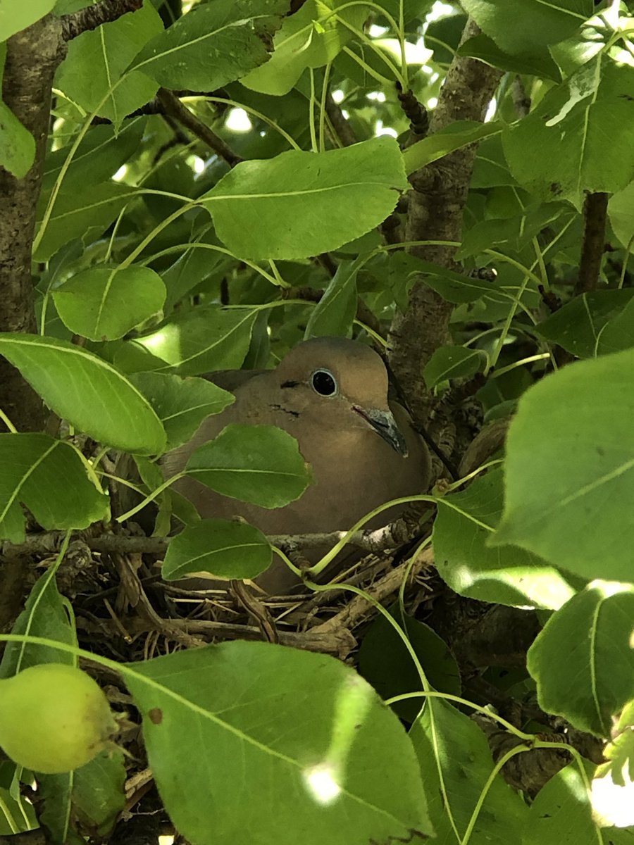 SherryFoxx's tweet photo. Our God is amazing. I am in awe. I was right underneath this #nestingMama and she was not leaving her eggs/babes no matter what. That is a Mother’s love❤️ https://t.co/kIRL2wVBhc