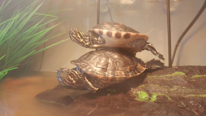 Turtle yoga https://t.co/kR2j0Z2naE<a href="/tag/femdom"class="tags"><span>#femdom</span></a><a href="/tag/cbt"class="tags"><span>#cbt</span></a>