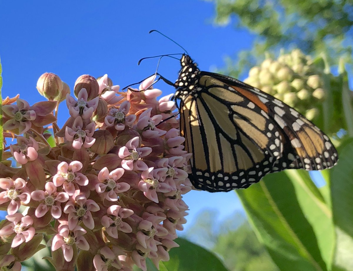 First #monarch #butterfly of the season, checking out the #milkweed in #Virginia <a href="/ForTheMonarchs/">Save The Monarchs!</a> <a href="/NovaNatives/">Plant NoVA Natives</a> <a href="/Pollinationproj/">The Pollination Project Foundation</a> #gardens #pollinators