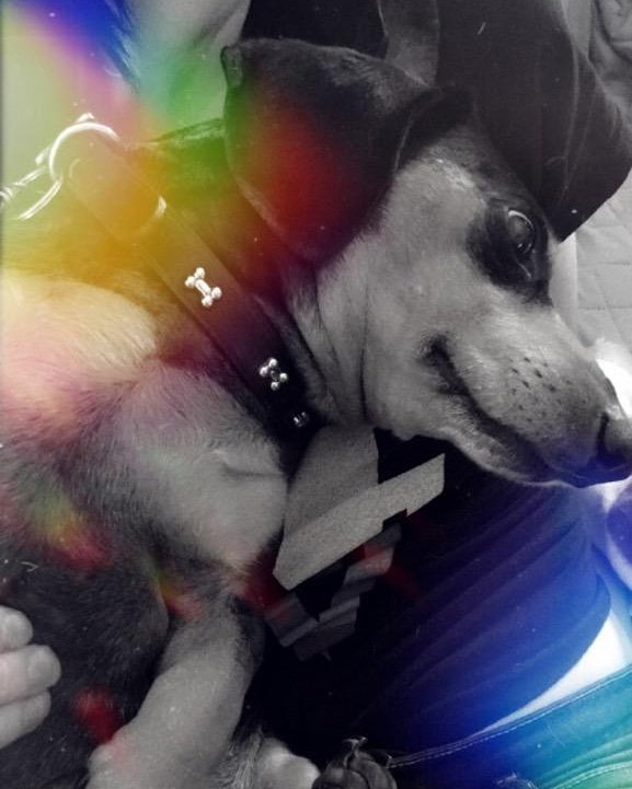 ashba_26's tweet photo. All I need 🖤 #doxiesnuggles #mymainman #dachshund #dogsoftwitter #DogLover #balorclub #BalorClubForEveryone https://t.co/tgVzPH60Bv