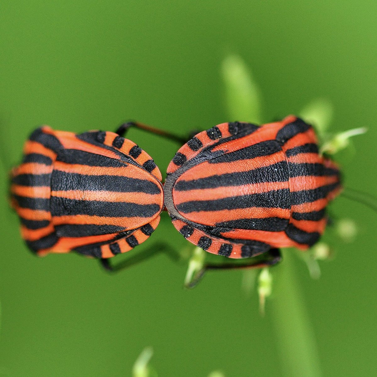 _TwitMarie_'s tweet photo. ❤️🖤
#pyjamawants #roodzwartestreepwants #graphosoma #graphosomalineatum #punaisearlequin https://t.co/SHjuu8J10M